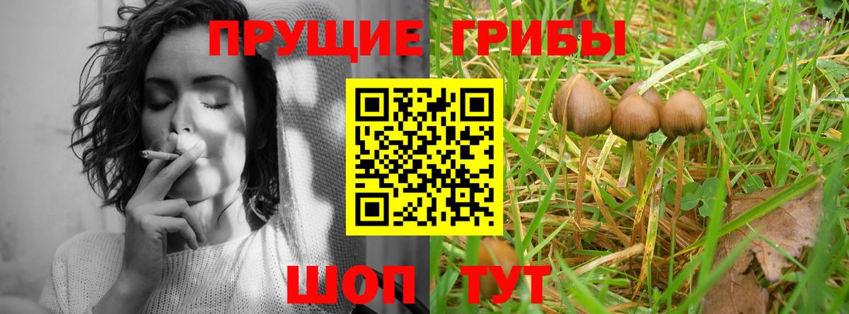 Мирный  Псилоцибиновые грибы GOLDEN TEACHER  Вход с VPN 
